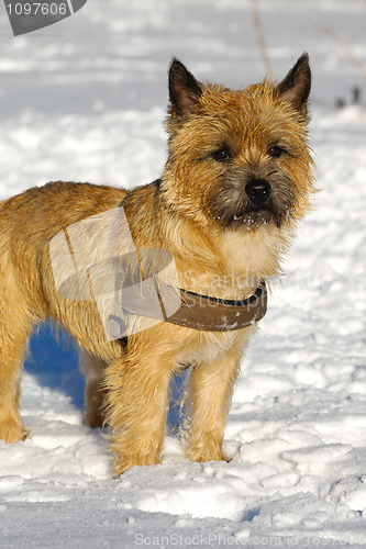 Image of Dog in snow