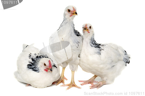 Image of Young hens