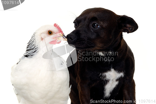Image of Puppy dog and chicken