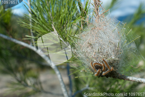 Image of Processionary pest