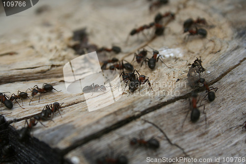 Image of ants