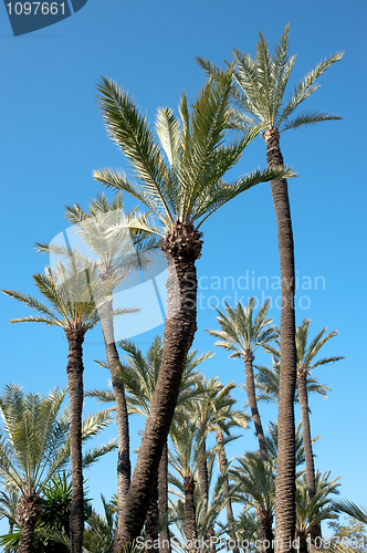 Image of Palm tree tops