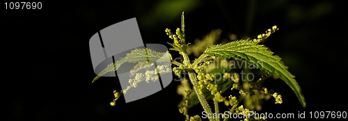 Image of panoramic nettle