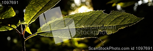 Image of panoramic leaf