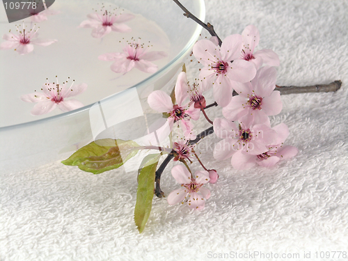 Image of home spa - a litte pink flowers