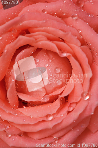Image of Rosa with dew drops close-up - background