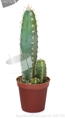 Image of Cacti in pot on white