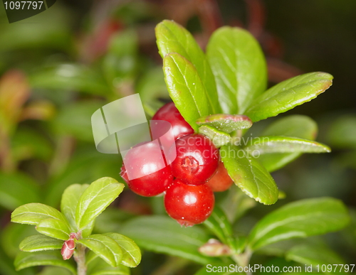 Image of Cowberry close up