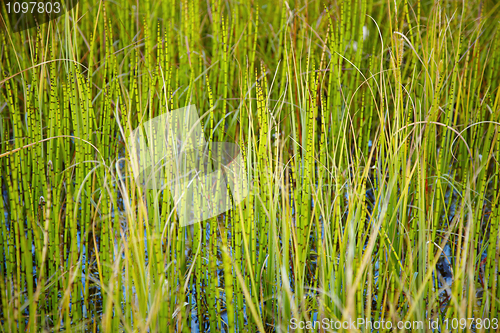 Image of Marsh plants - Horsetail