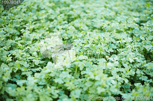 Image of Mustard growing in the field - background