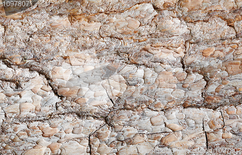 Image of Brown surface of pine bark - background