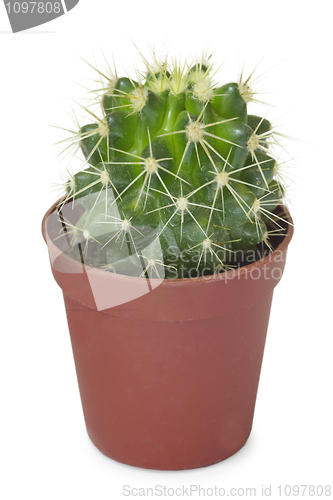 Image of Cactus in pot isolated on white