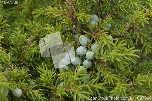 Image of Juniper berries on bush close-up
