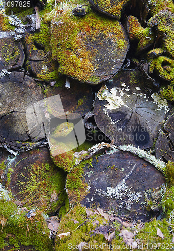 Image of Covered with moss and lichen rotten logs