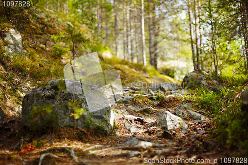 Image of Path in coniferous forest