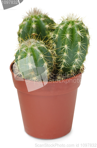 Image of Cacti in small pot on white background