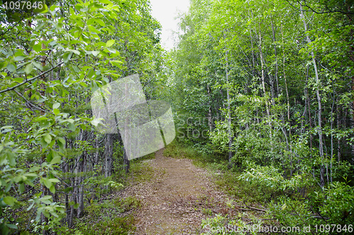 Image of Forest trail