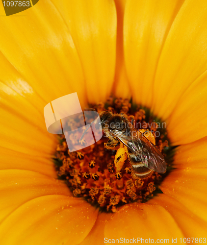 Image of Wild bees feeding on an orange flower