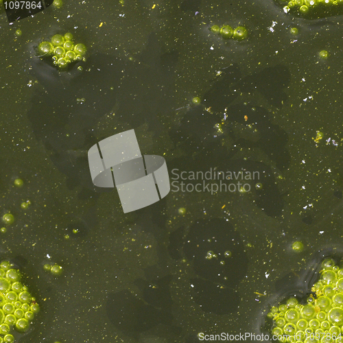 Image of Seamless green texture - surface of dirty water