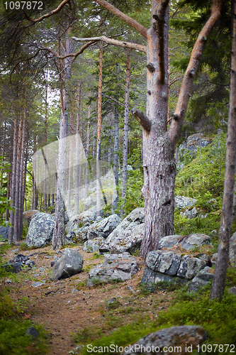 Image of Northern coniferous wood on stony slope of mountain
