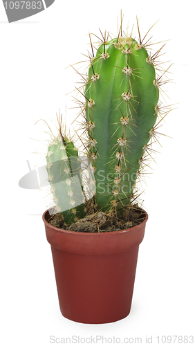 Image of Two small cactus in pot