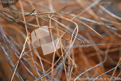 Image of Rusty metal wire in mess