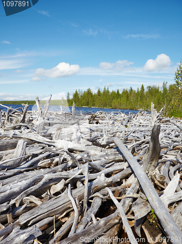 Image of Old dead wood on shore of Lake