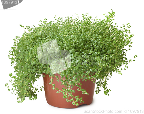 Image of Potted green plant on white background - Soleirolia