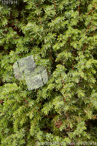 Image of Branches of juniper - a background