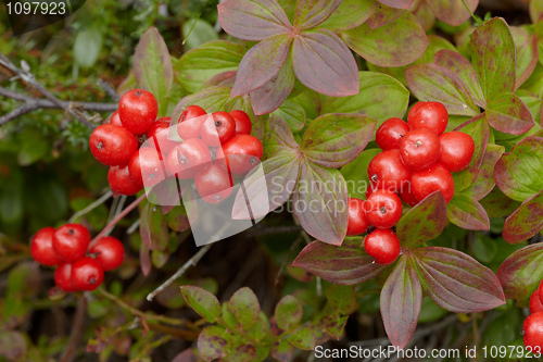 Image of Wild inedible red berries