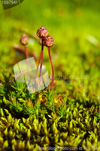 Image of Fruits of northern miniature moss