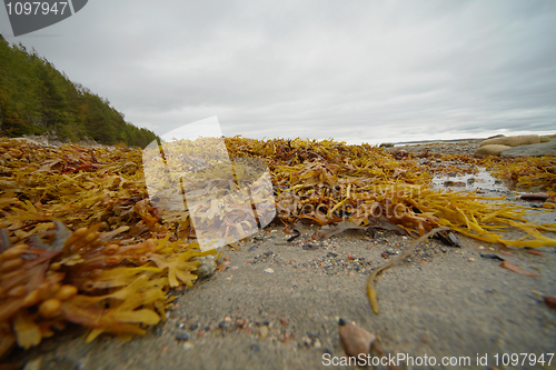 Image of Brown seaweed on northern shore