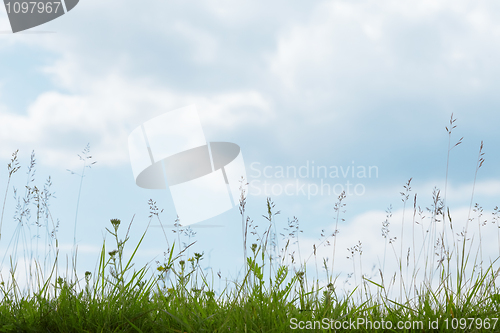 Image of Green grass under blue sky