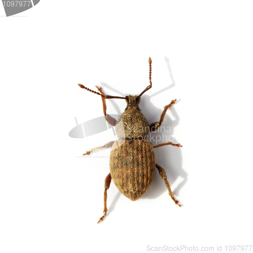 Image of Weevil on white