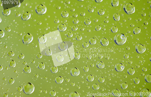 Image of Droplets of rain water