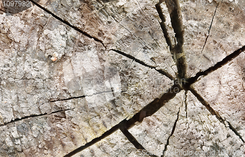 Image of Cracks at end of an old rotten log