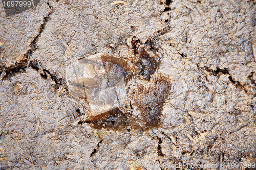 Image of Animal footprint