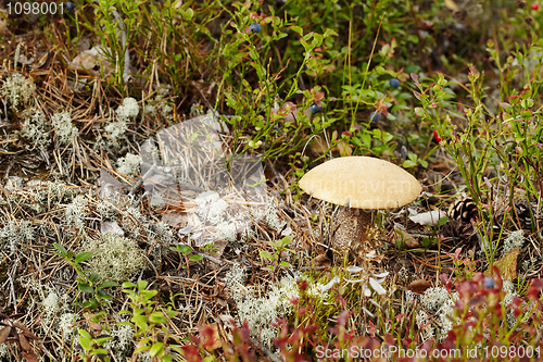 Image of Boletus mushroom