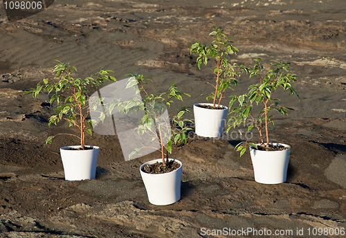 Image of Gardening of stony desert