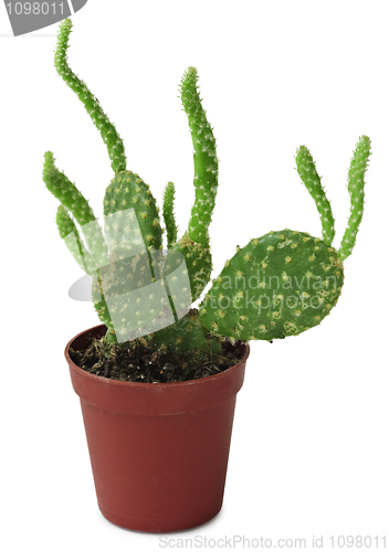 Image of Opuntia - cactus in a pot