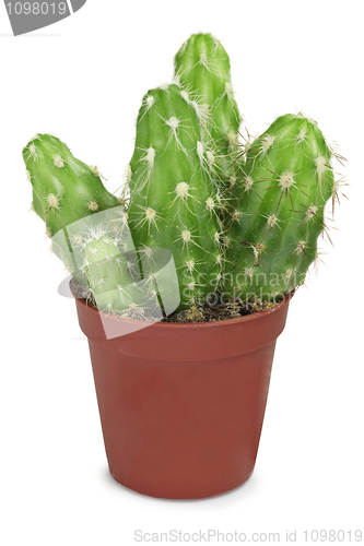 Image of Group of cacti in small pot isolated on white
