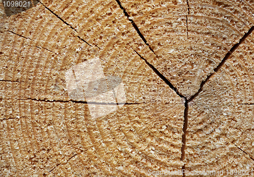 Image of Tree stump - wooden background