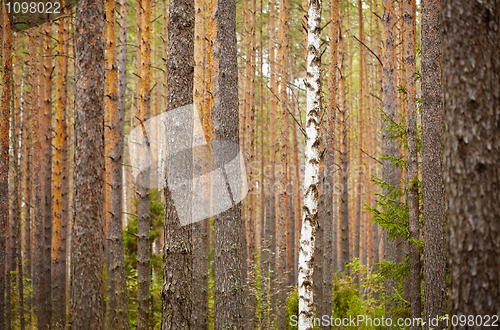 Image of One birch among pine forest - background
