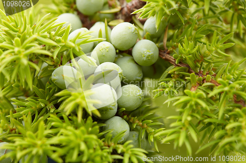 Image of Green fruit of juniper