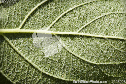 Image of Green leaf plants