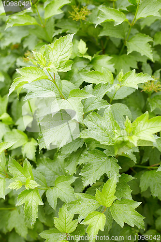 Image of Green foliage on guelder-rose bush