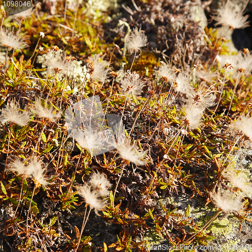 Image of Fruits of northern mountain miniature plants