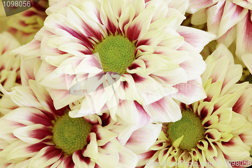 Image of Background of large flowers - Chrysanthemums