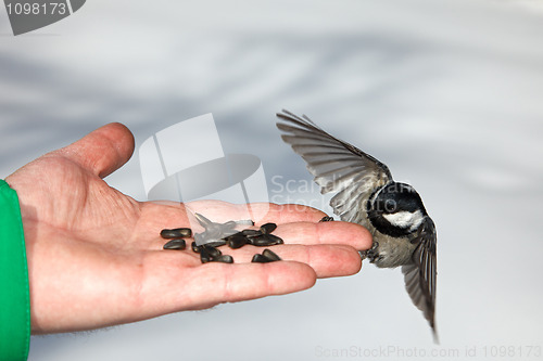 Image of Chickadee