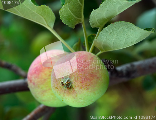 Image of Two apples